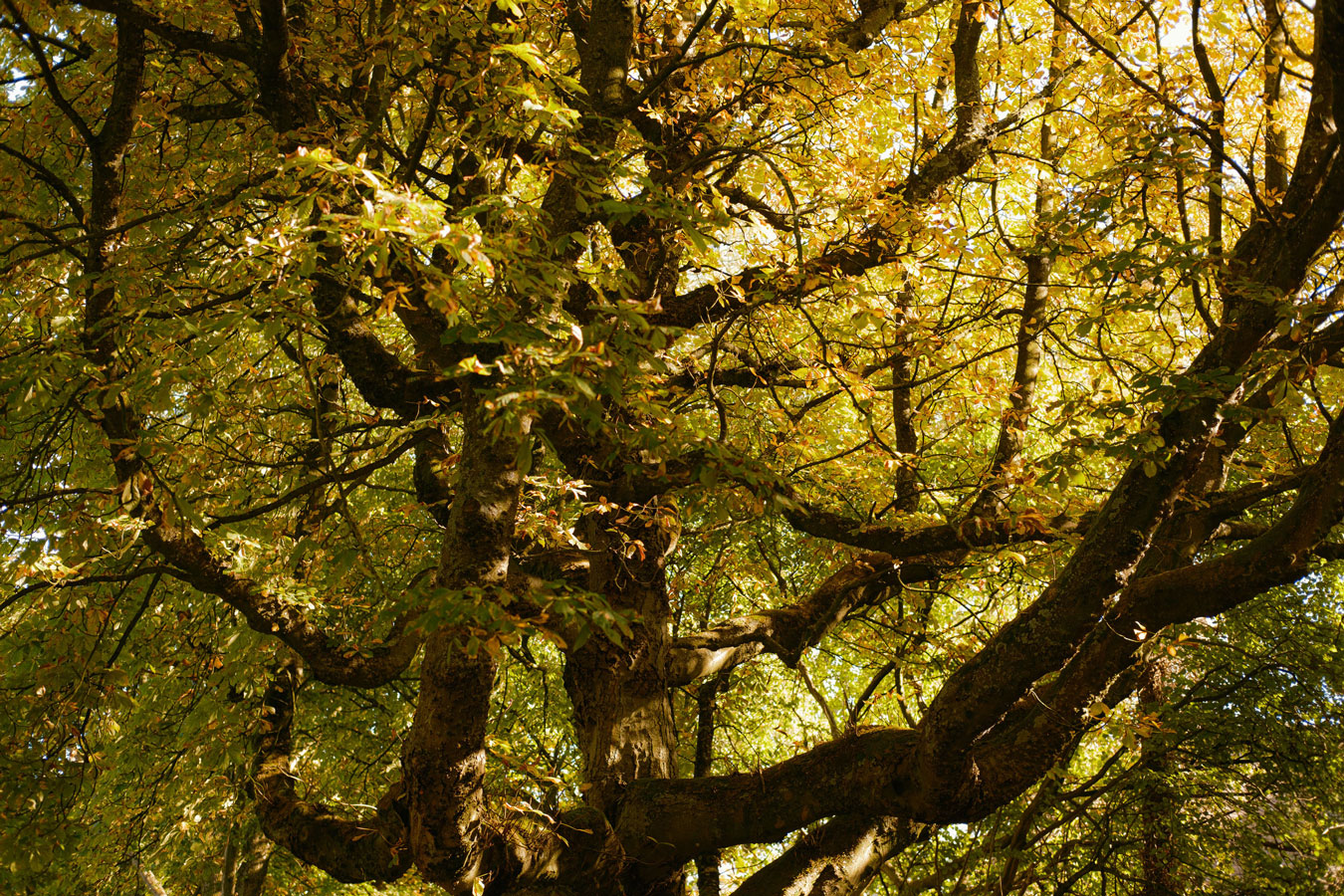 arbre jamais taillé