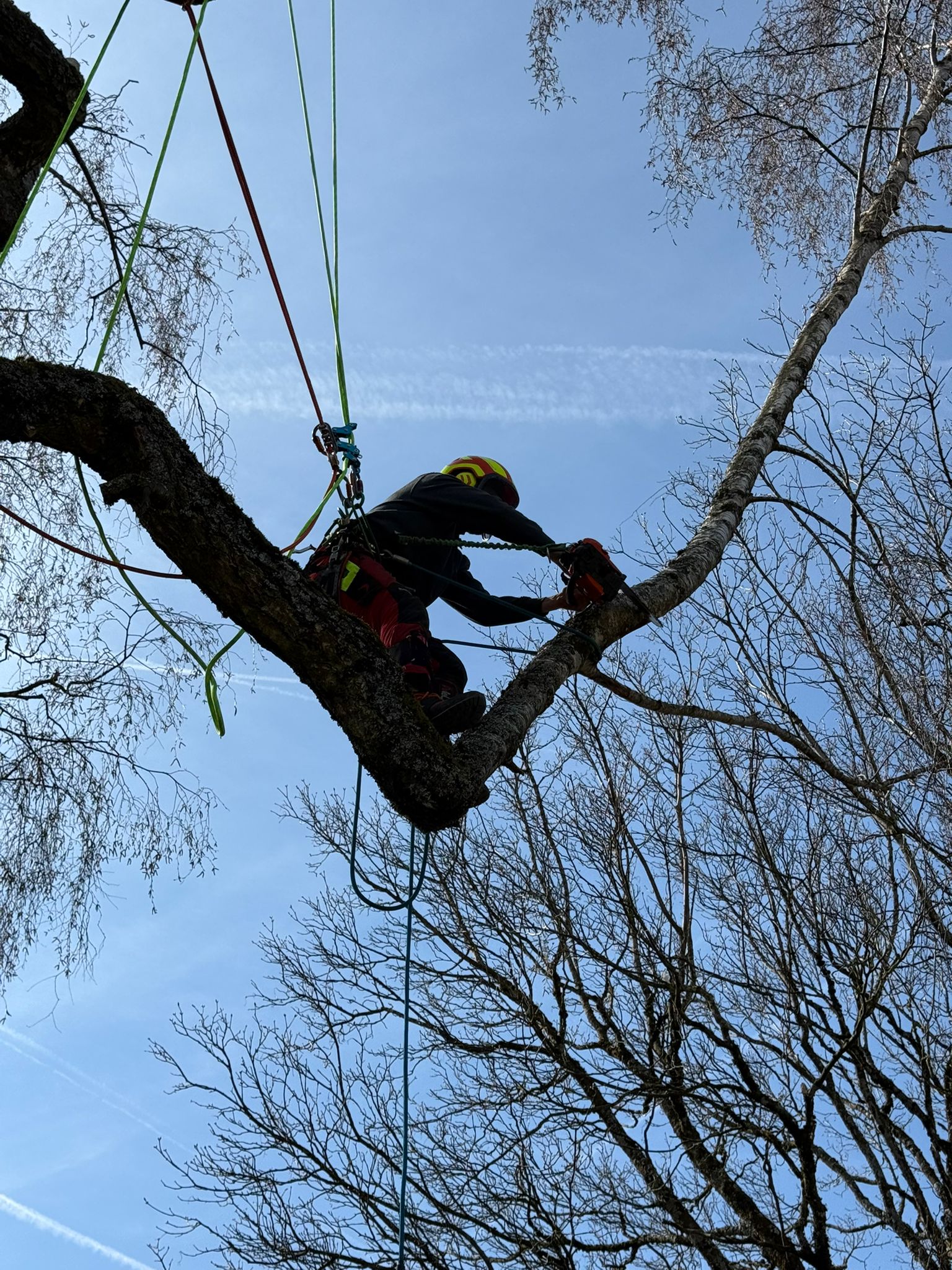 arbre jamais taillé